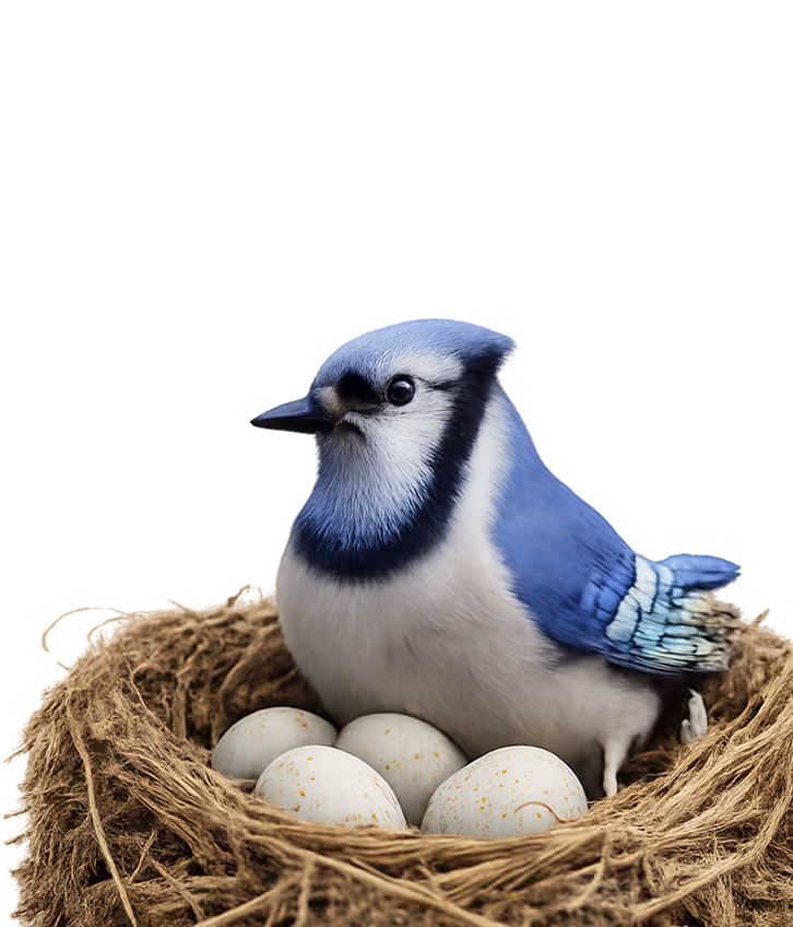 A blue jay sitting in a nest, representing ongoing financial planning and preparation